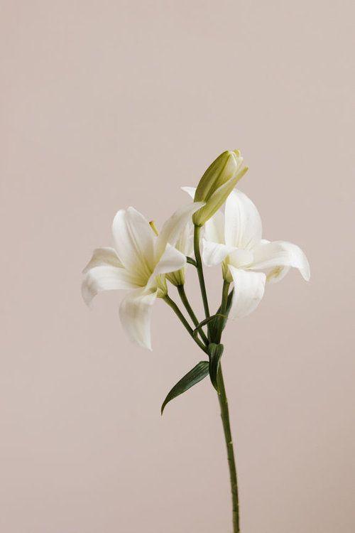 Enchanted Blossoms: Twilight Elegance